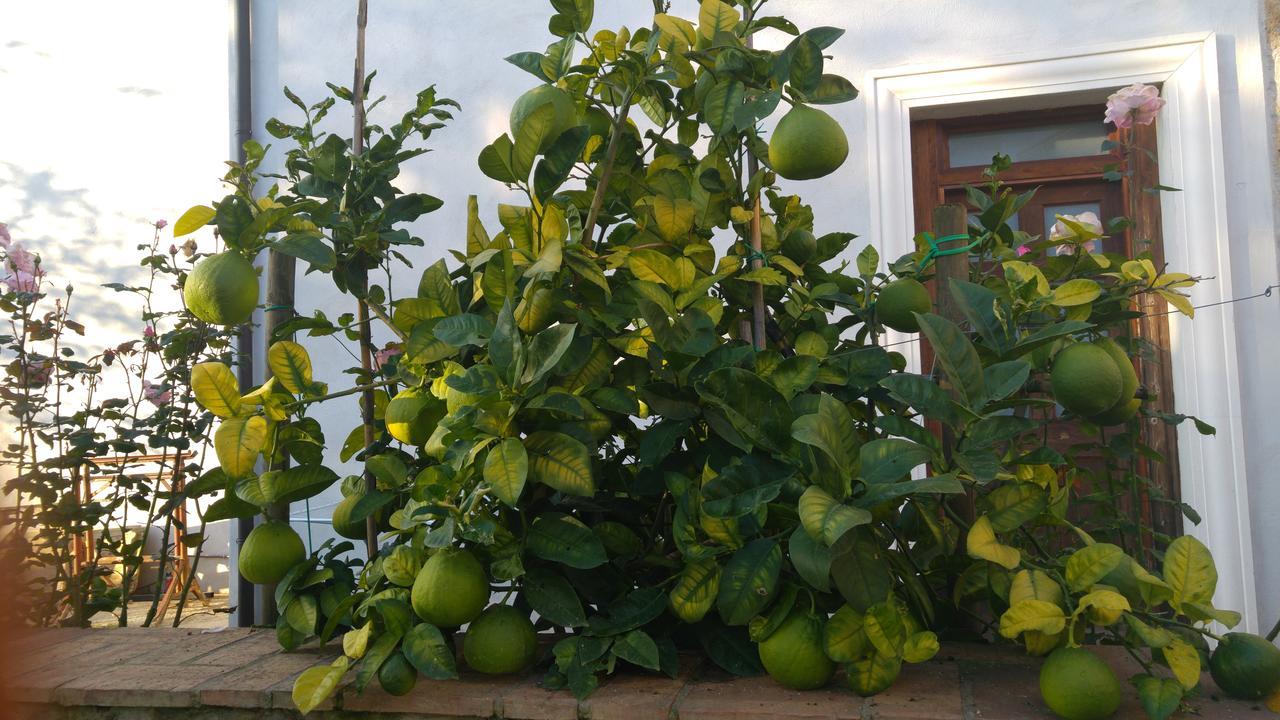 Borgo Patierno Guest House Conca della Campania Екстериор снимка
